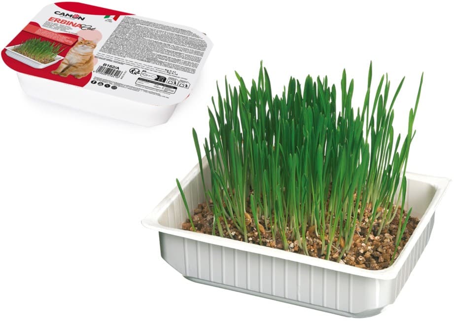 ERBINA Cat - Erba per gatti con semi d'orzo